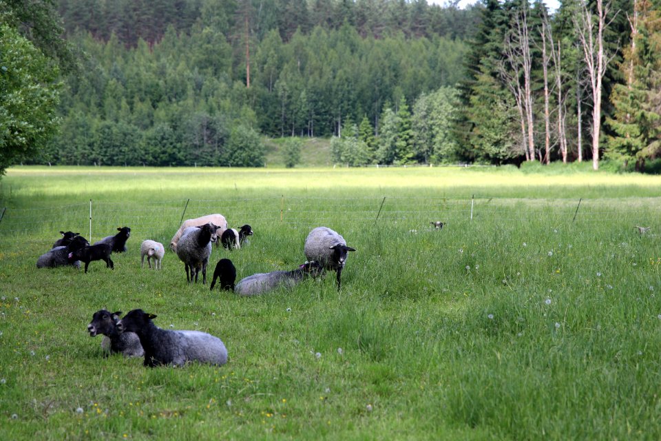 Tiirinkoski, Hämeenlinna