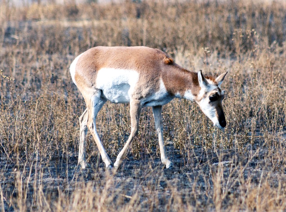 Female Antelope Again