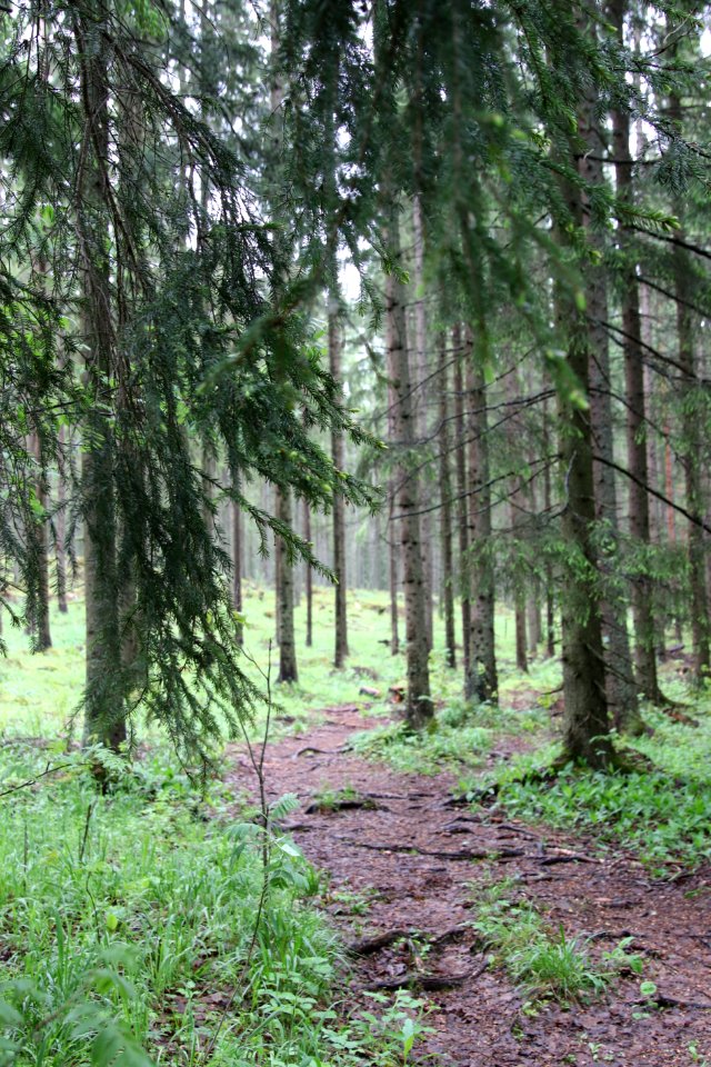 Kirjauksen lenkki, Riihimäki