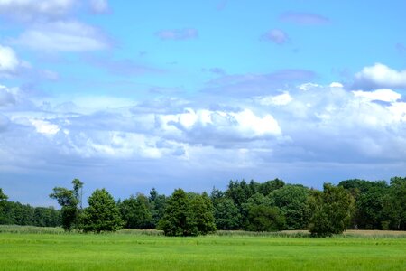 Nature landscape grass