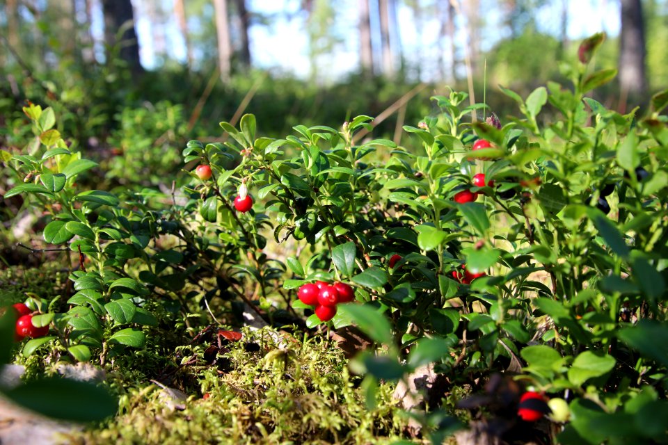 Laurinmäen luontopolku, Janakkala