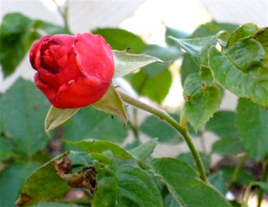 Strawberry Rose photo
