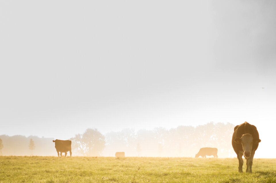 Fog pasture rural
