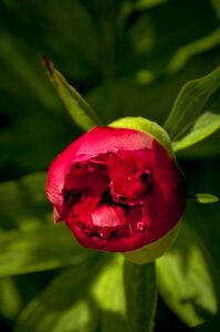First stages red flower