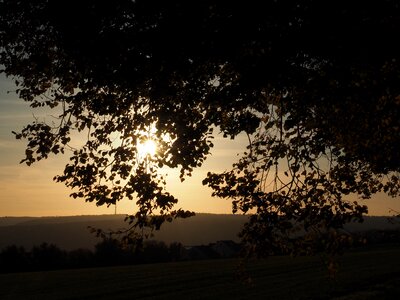 Evening light leaves sun photo