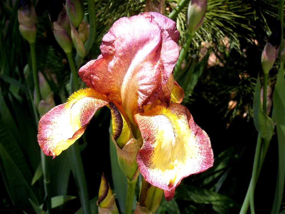 Burnt Red Iris
