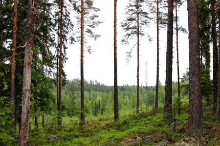 Lamminmaa, Janakkala