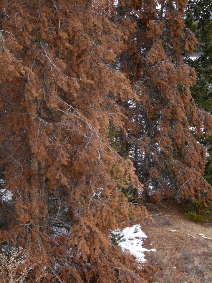 Trees61.jpg