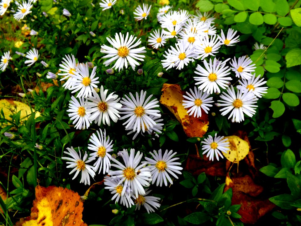 Plants white daisy photo