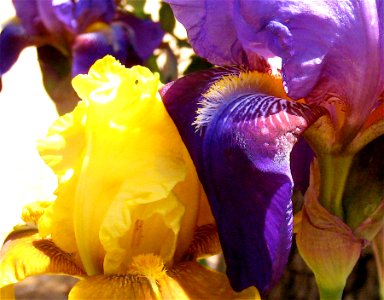 Purple and Yellow Irises Together photo