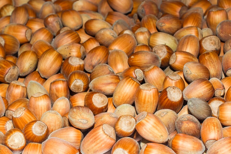 Hazelnuts fruits autumn