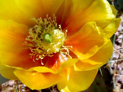 Yello Prickly Pair