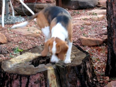 Dog Blur on Stump