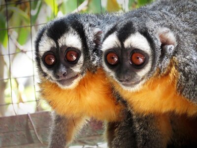 Animal macaco africa