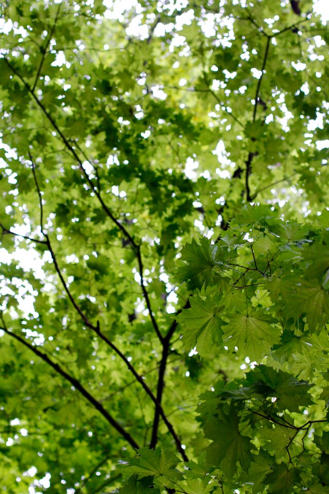 Nature leaves tribe