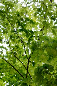 Nature leaves tribe