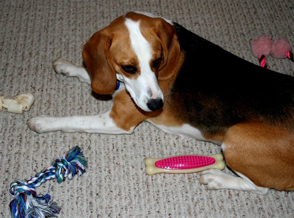 She With the Most Dog Toys...