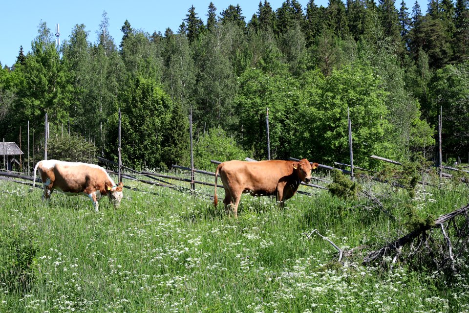 Elonkierto Jokioinen