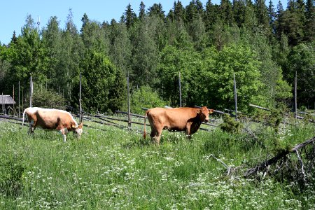 Elonkierto Jokioinen photo