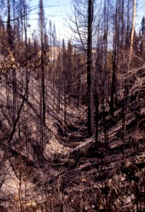Natural Disasters31.tif