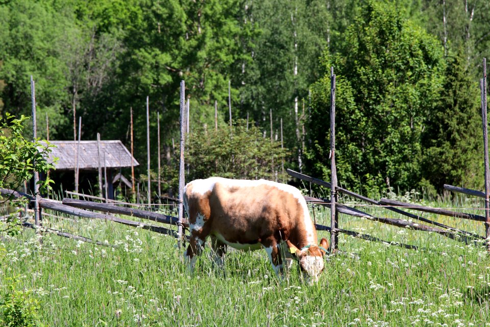 Elonkierto Jokioinen photo