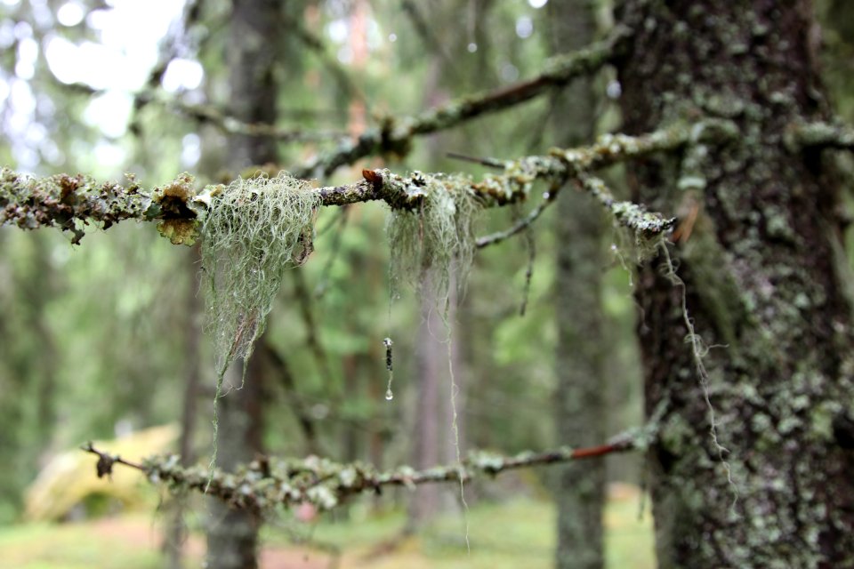 Kirjauksen lenkki, Riihimäki