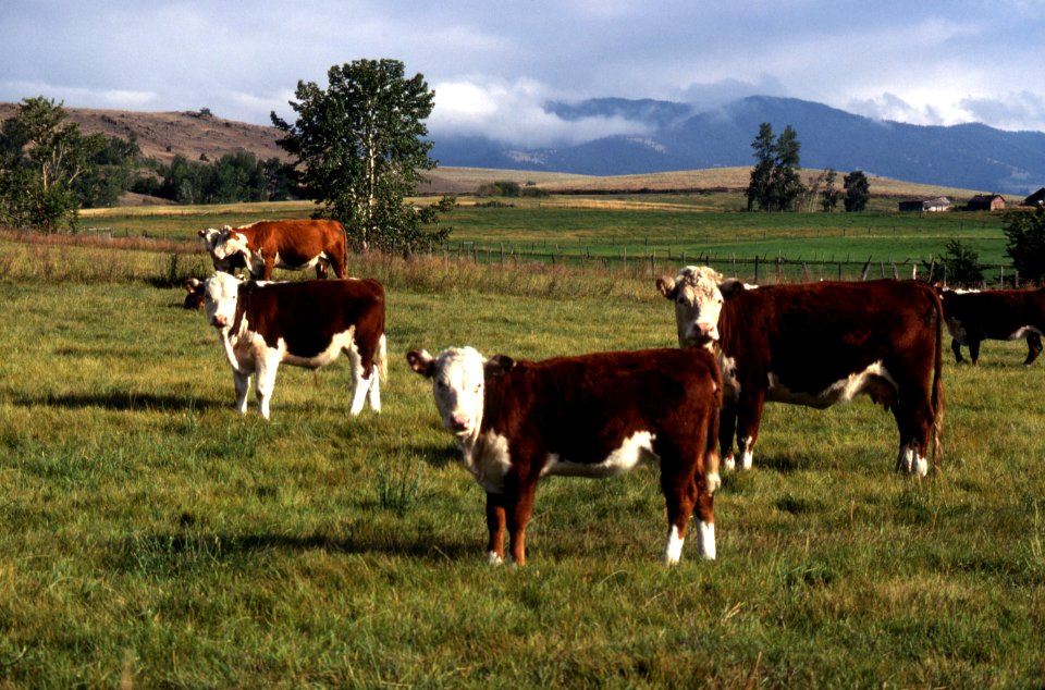 Pasture03.tif