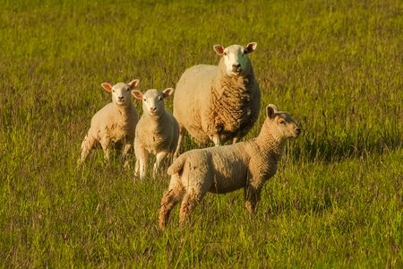 Animals farm family