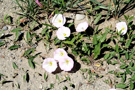 Plants OB 351