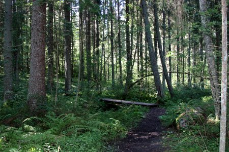 Laurinmäen luontopolku, Janakkala