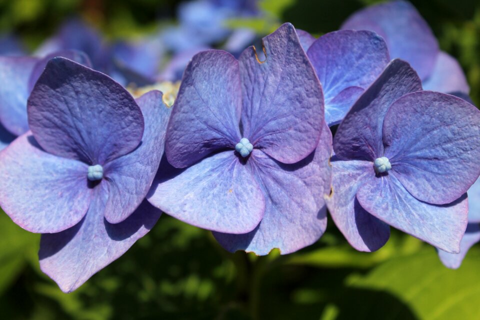 Hydrangea summer blossom photo