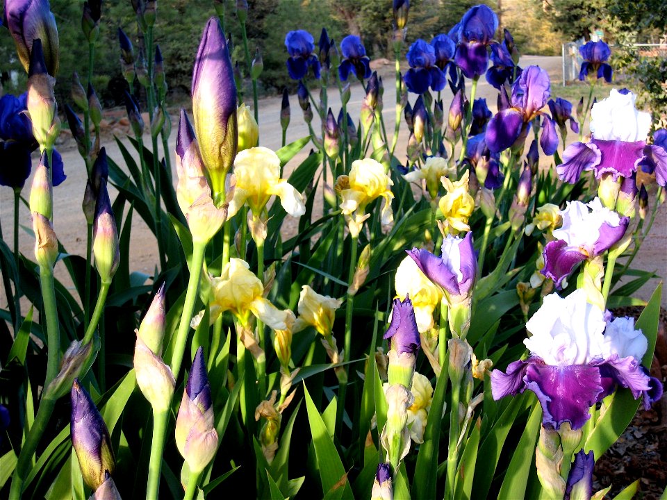 Iris Explosion