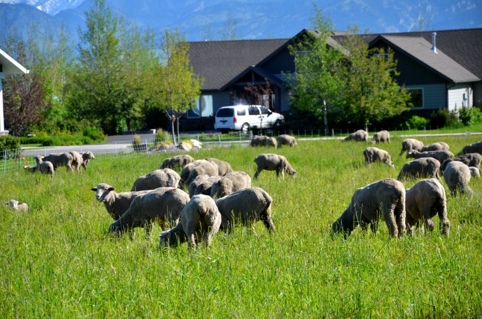 Livestock117