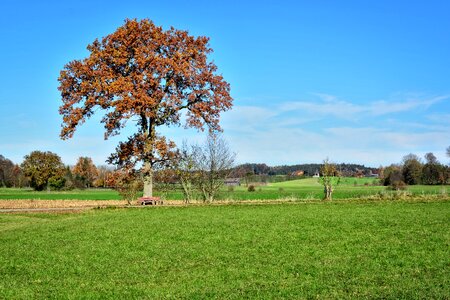 Leaves sky landscape photo