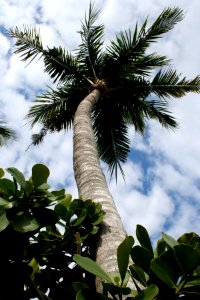One Palm High photo