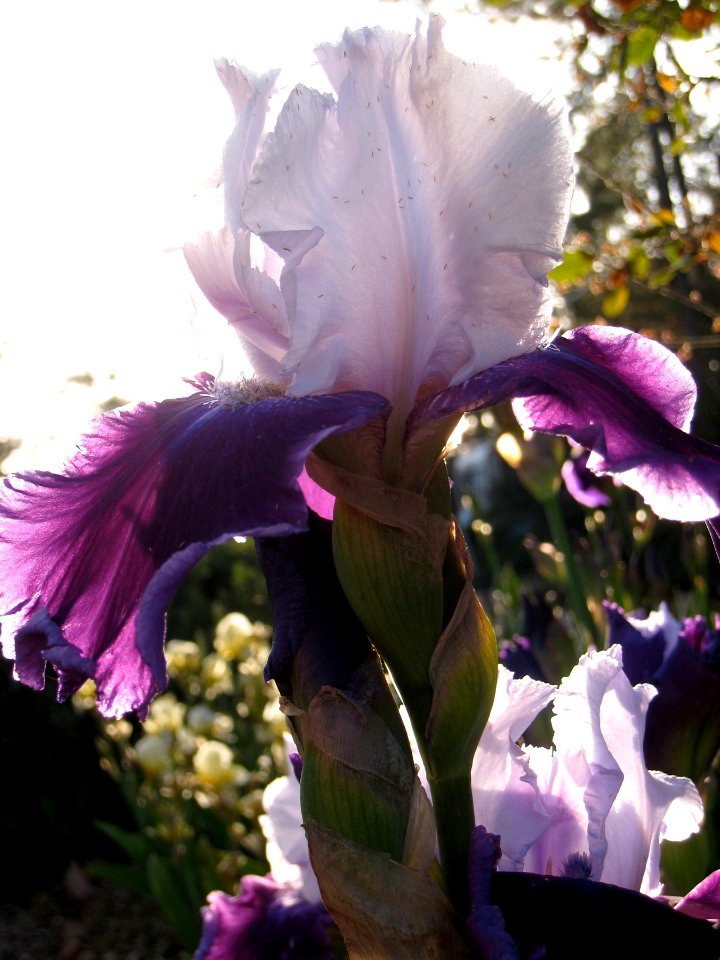 Iris Backlit