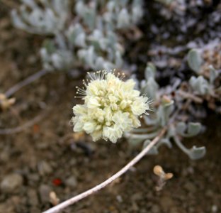 Plants OB 790