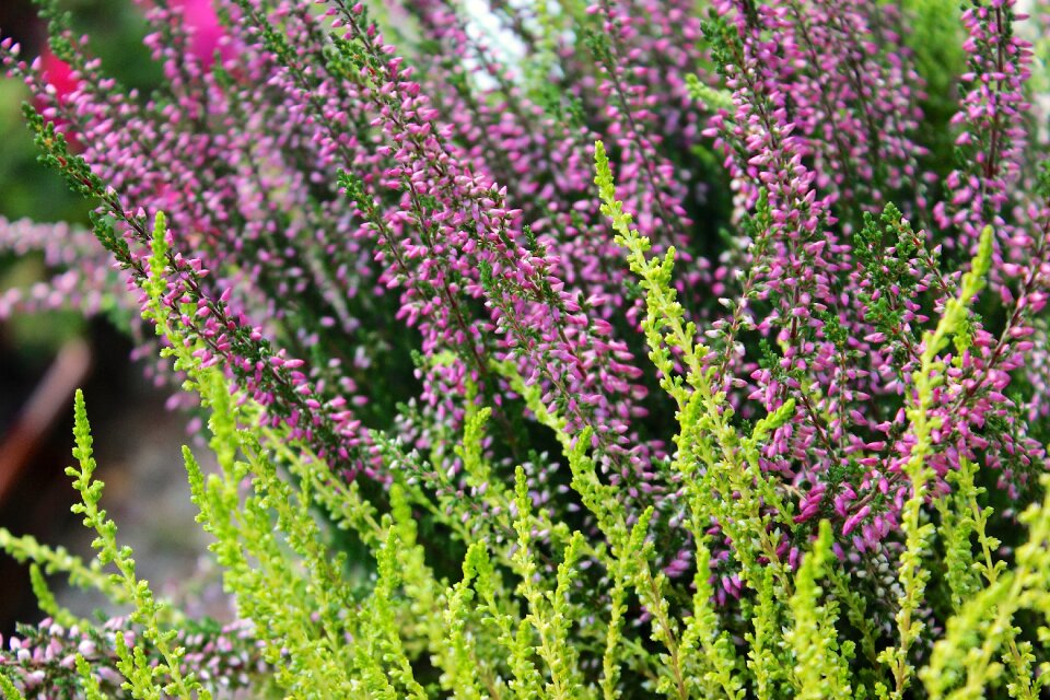 Lavender flower nature plant photo