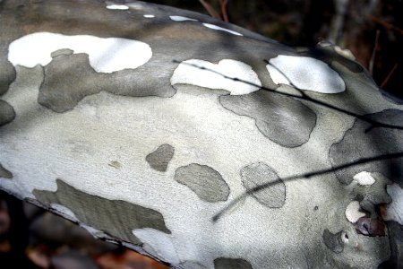 Sycamore Bark