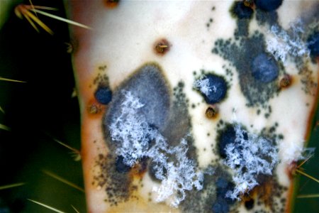 Mutated Cactus Skin photo