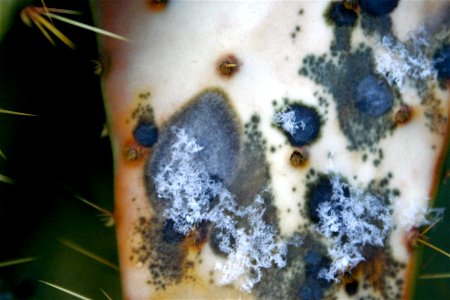 Mutated Cactus Skin