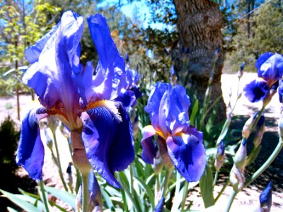 Iris Action