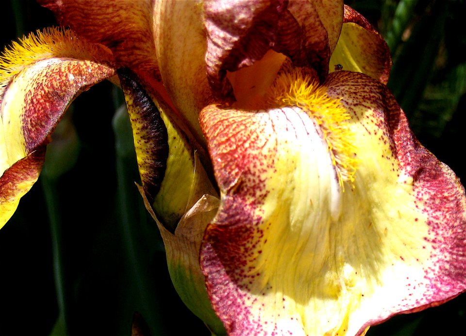 Iris Texture