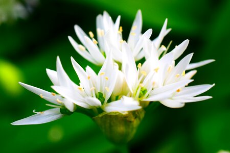 Spring forest white