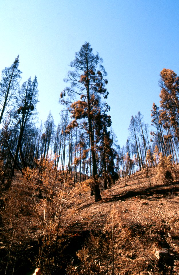 Natural Disasters35.tif