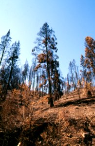 Natural Disasters35.tif