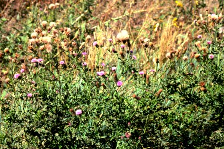 Weeds32.tif