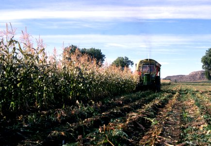 Crops32.tif