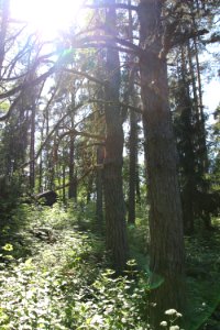 Hauhon wanha raitti, Hämeenlinna