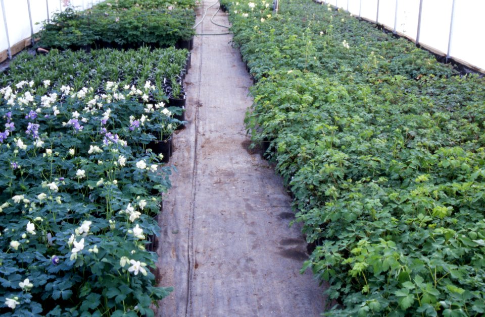Plants14.tif